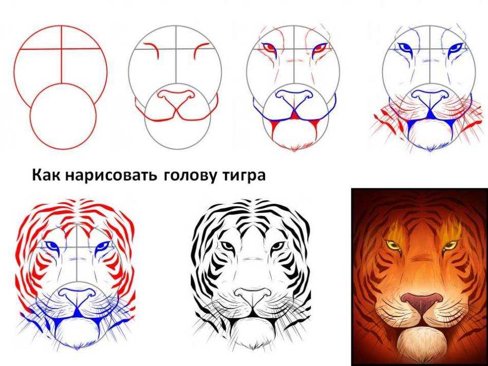 Как нарисовать тигра на новый год 2022 поэтапно: фото пошагово, для детей и взрослых