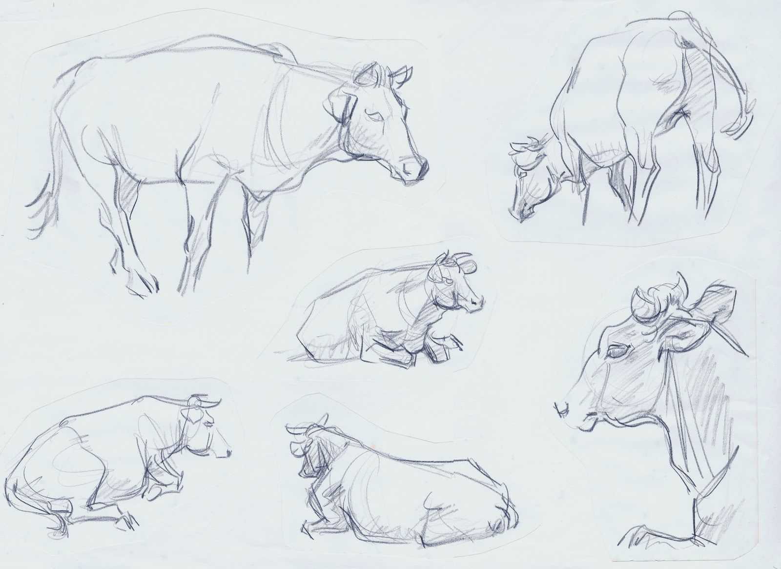 Как рисовать животных: свиньи, дикие кабаны, бородавочники