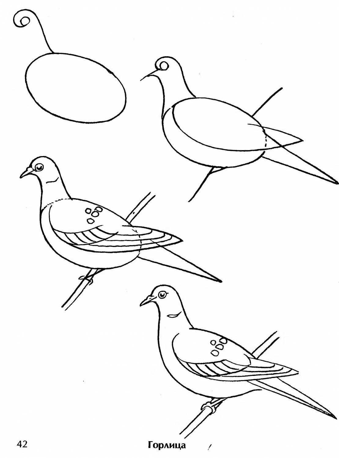 Как нарисовать голубя на день победы 9 мая карандашами или гуашью поэтапно
