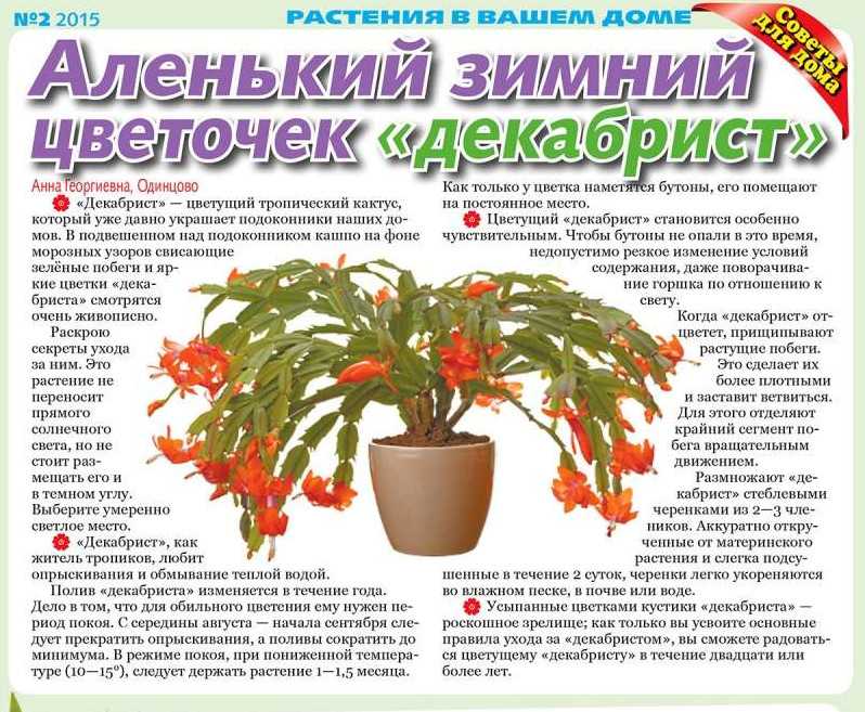 Спатифиллум (цветок "женское счастье"): как ухаживать, как пересадить, полив, подкормка - sadovnikam.ru