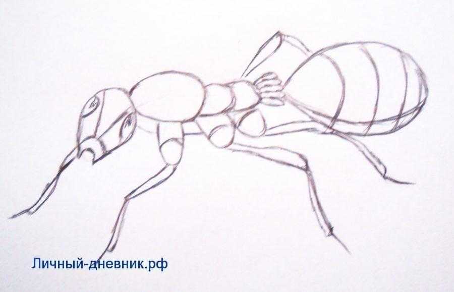 Как нарисовать муравья, муравья вопросика и мудрую черепаху карандашом поэтапно для начинающих и детей? как нарисовать черепаху и муравья вместе ребенку?