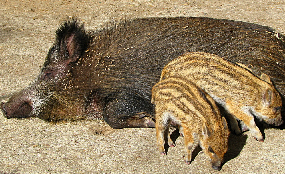 Свинья - 68 фото самых разных видов домашних и диких свиней
