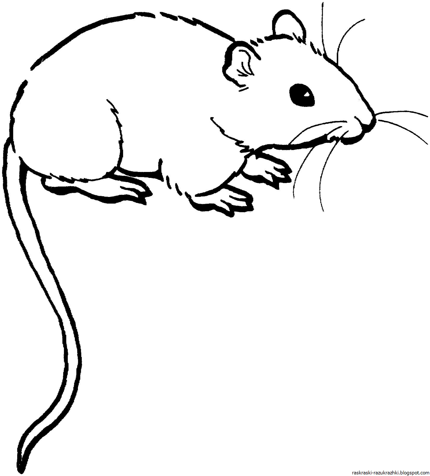 Раскраски мышка | бесплатно распечатать, скачать картинки для детей