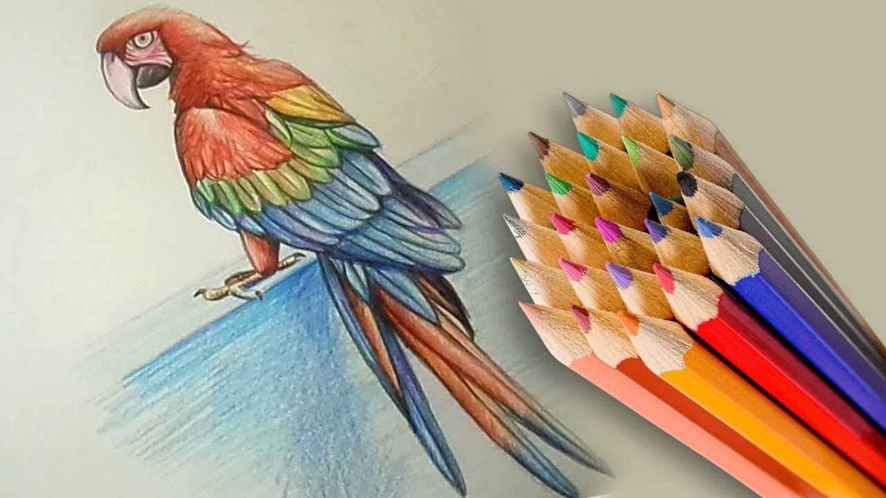 10 советов по рисованию цветными карандашами – сей-хай