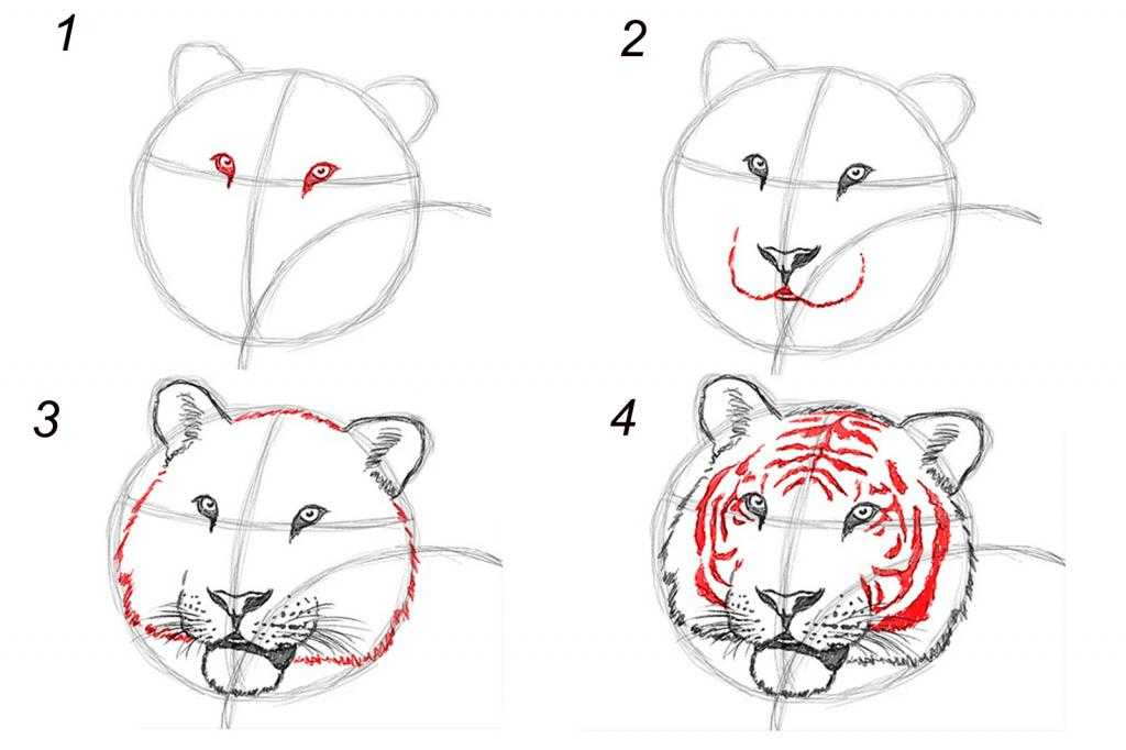 Как нарисовать тигра карандашом, красками: фото, описание. как нарисовать тигра с детьми: пошаговое описание. как нарисовать мультяшного тигра: пошаговые фото.