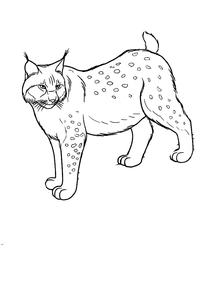 Как нарисовать тигра пошаговая инструкция для детей и взрослых, рисуем символ 2022 года