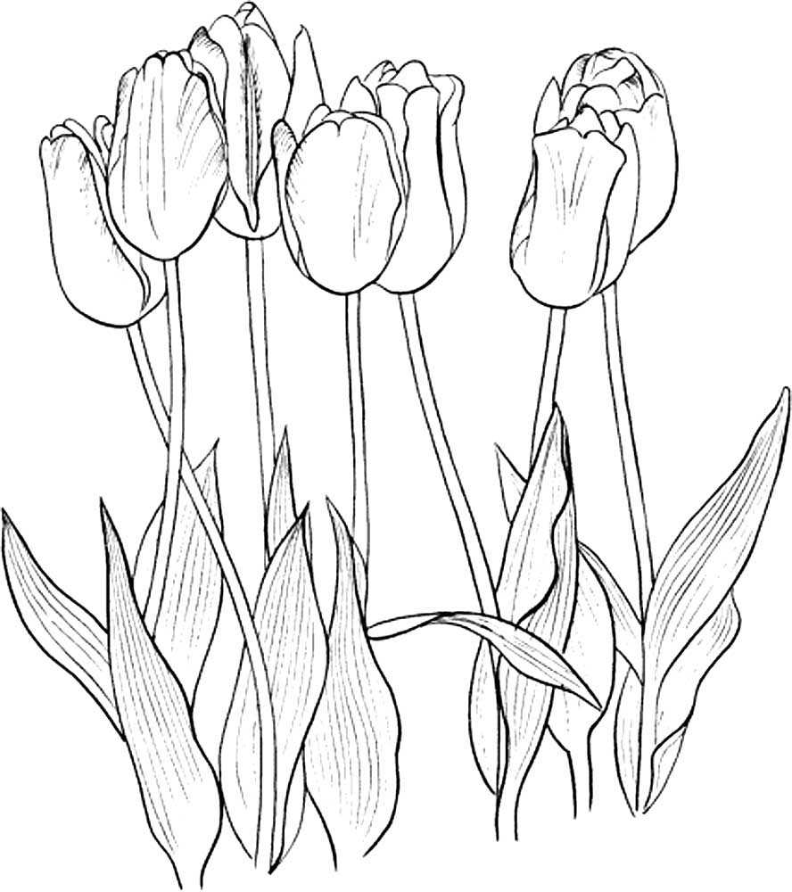 Раскраска тюльпаны | раскраски цветов для маленьких детей