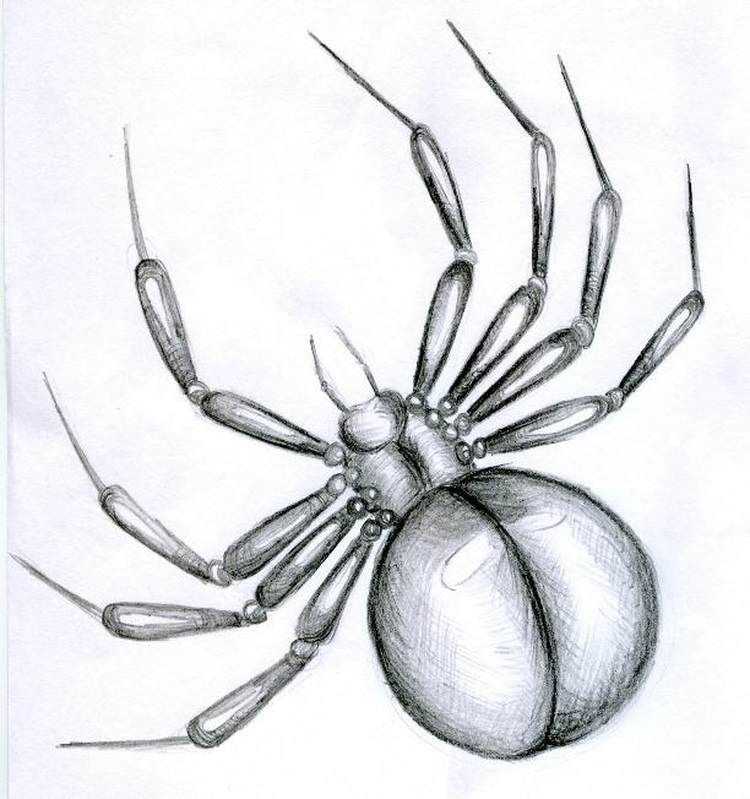 Как нарисовать паука  поэтапно 6 уроков