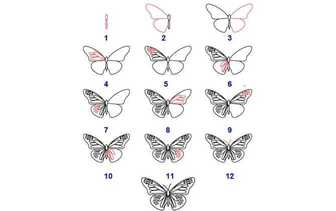 Как нарисовать бабочку поэтапно карандашом для начинающих
