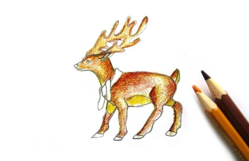 Олень рисунок для детей карандашом цветной, черно-белый поэтапно: северный, новогодний, геометрический, лесной