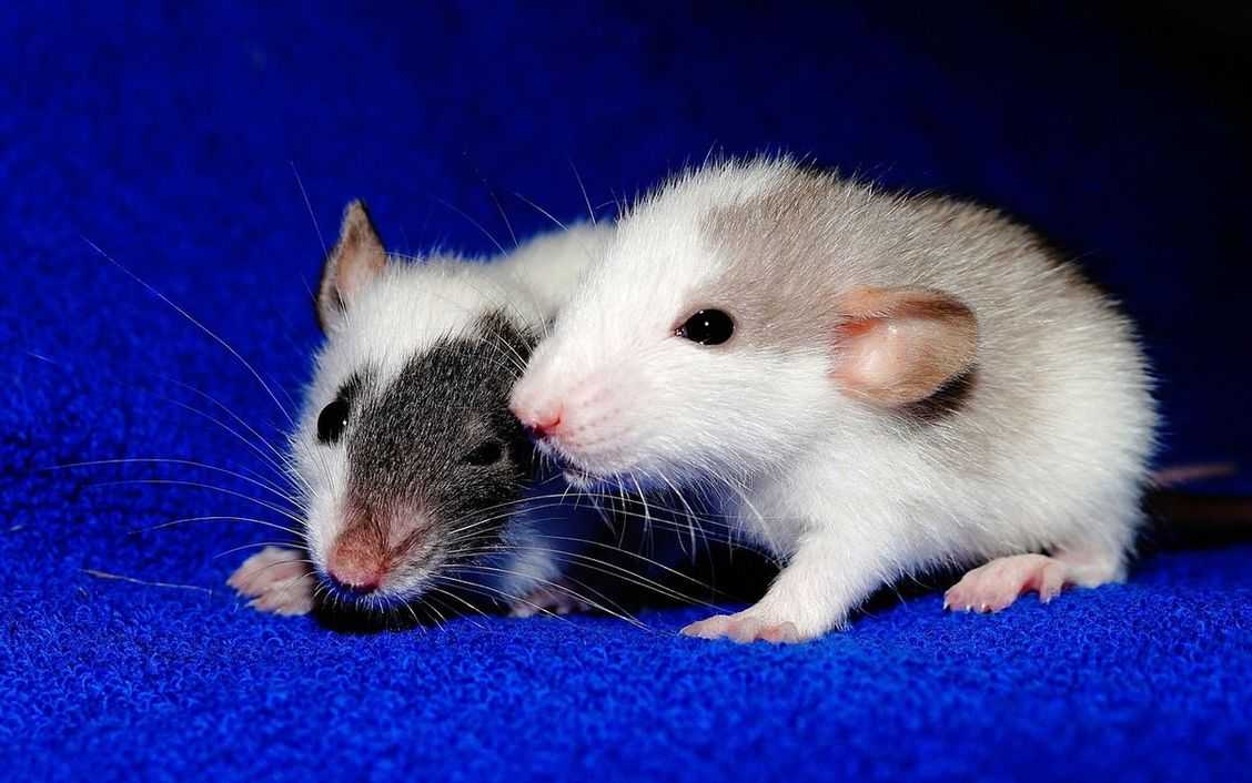 Милая мышь (55 фото няшных мышек). | семейная кучка