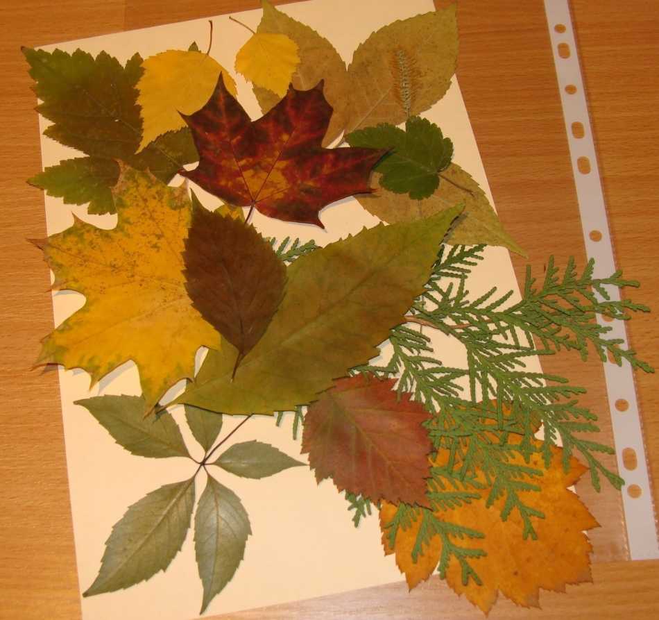 Поделки из осенних листьев своими руками - простые и понятные мастер-классы с фото идеями. оригинальные поделки из листьев - техника, советы, фото идеи