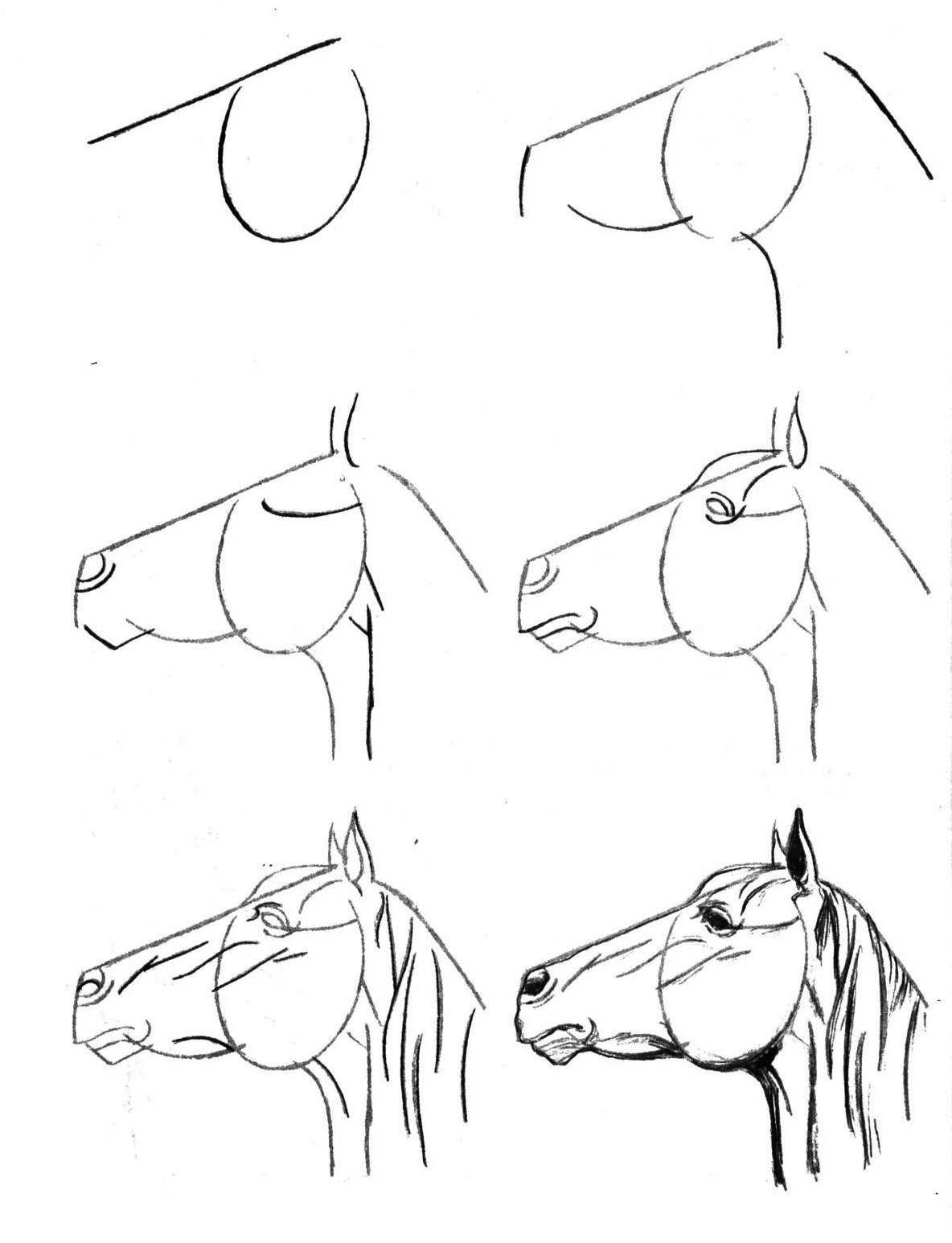 Как нарисовать лошадь поэтапно карандашом — три легких мастер-класса для начинающих