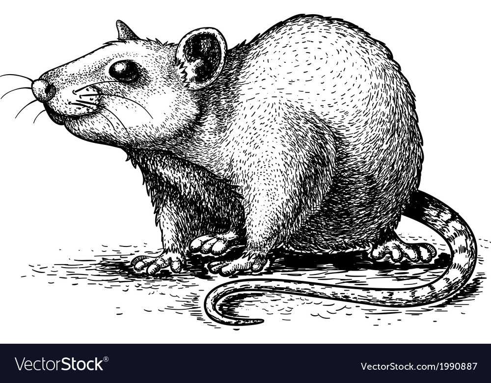 Рисунки для выжигания крыса символ нового 2020 года
