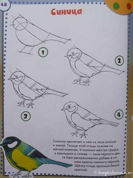 Как нарисовать сову - этапы и рекомендации как сделать рисунок стильным и реалистичным (125 фото)