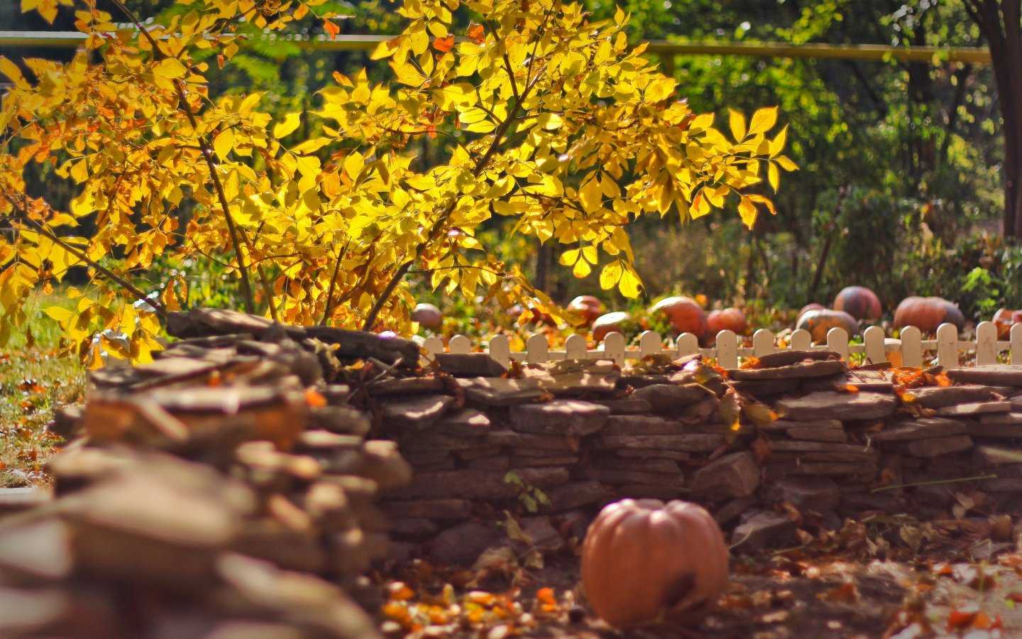 Красивые листья - 44 фото на тему осень. | семейная кучка