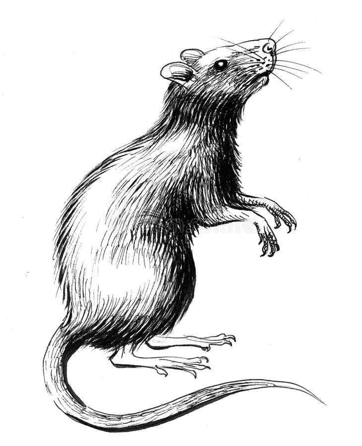 Крыса для срисовки 2020