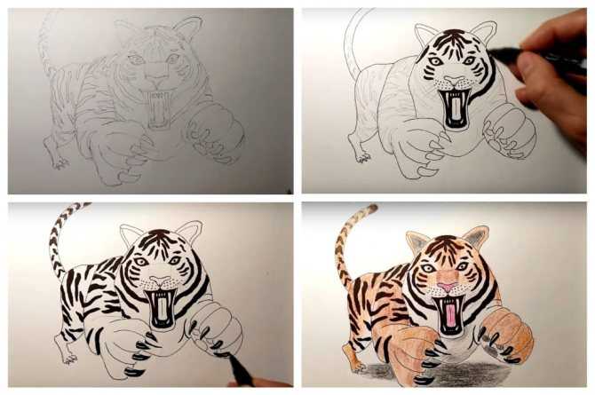 Как нарисовать тигра поэтапно карандашом (52 фото) - легкие мастер-классы по рисованию тигра - журнал "сам себе изобретатель"