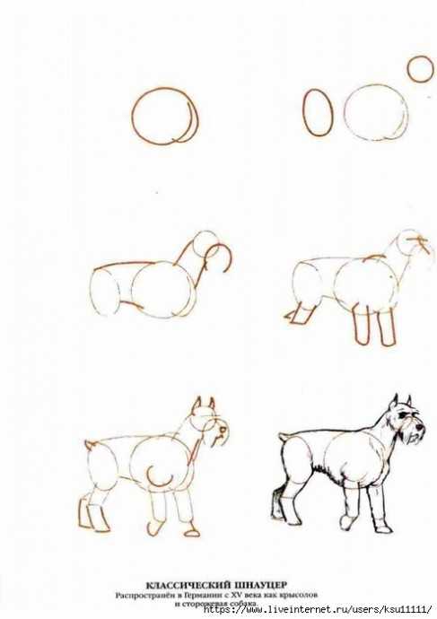 Как нарисовать собаку: 10 разных пошаговых схем