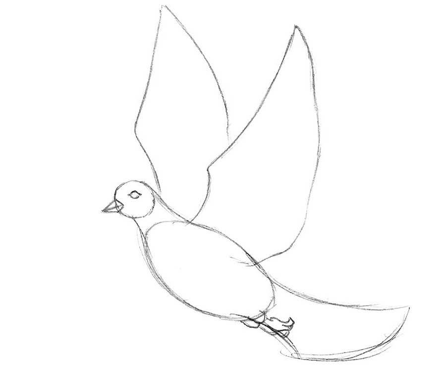 Как поэтапно красиво нарисовать голубя