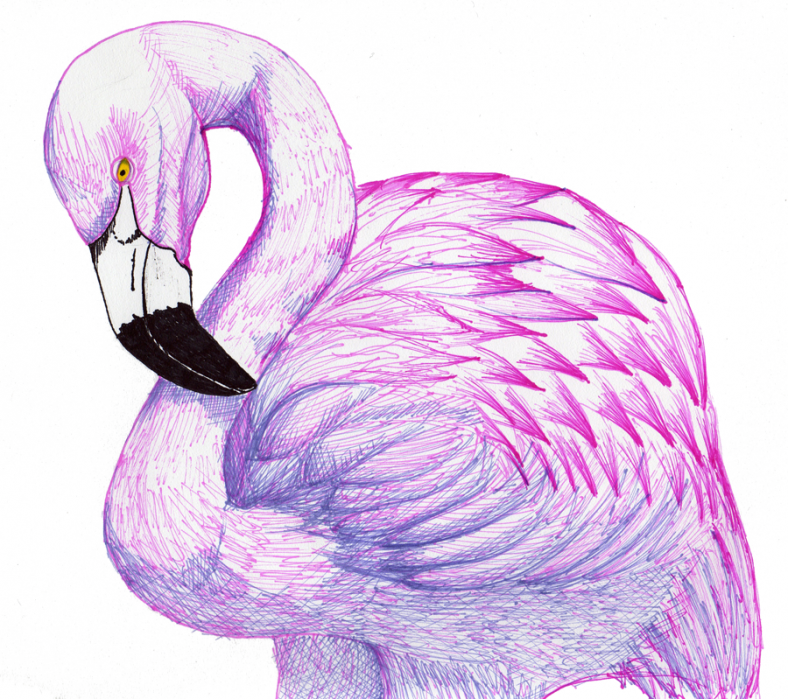 Красивые картинки фламинго для срисовки, как нарисовать карандашом, красками поэтапно, легкий способ, в полете, в озере, по мультяшному, в скетчбук, по клеточкам В воде птица обычно стоит на 1-й ноге, приподняв другую Это важно учитывать при необходимости