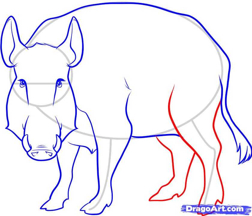 Как нарисовать лошадь (74 фото): поэтапная инструкция рисования карандашами и красками