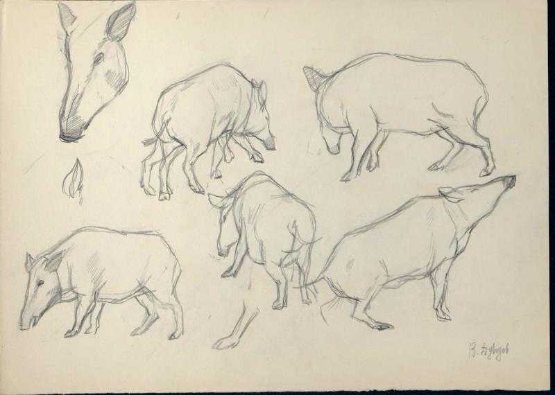 Как нарисовать свинью карандашом - легкие поэтапные мастер-классы для начинающих