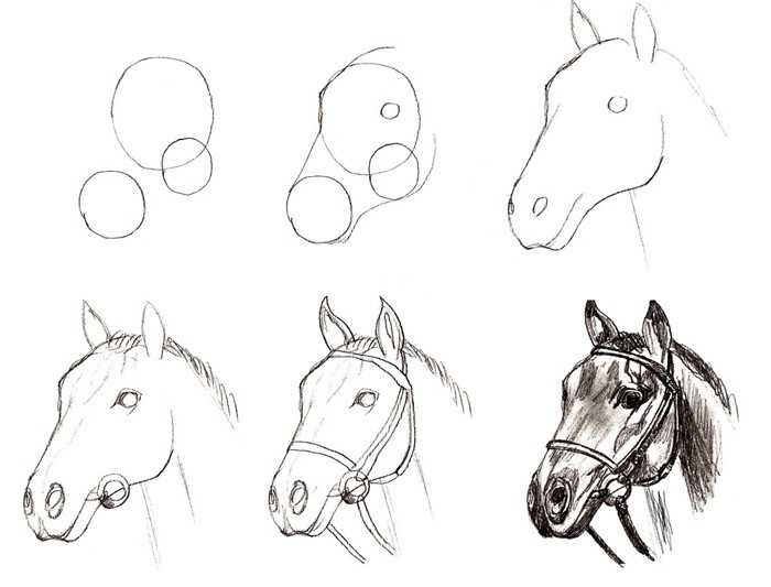 Как нарисовать лошадь поэтапно карандашом (61 фото) - легкие мастер-классы для начинающих