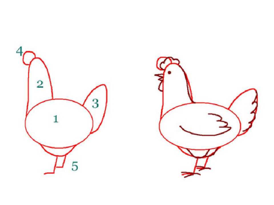 Как нарисовать курицу карандашом поэтапно — для детей
