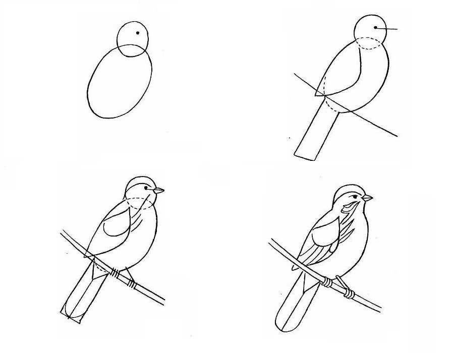Как нарисовать птицу: поэтапное описание и советы как быстро и просто нарисовать птицу (125 фото)