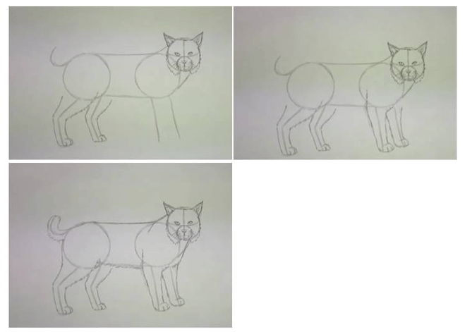 Как нарисовать рысь? описание способа. как нарисовать голову дикой кошки? как нарисовать голову рыси карандашом поэтапно