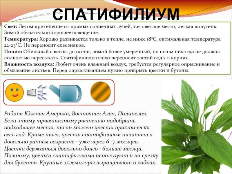 Спатифиллум: как заставить цвести растение, что делать? - sadovnikam.ru