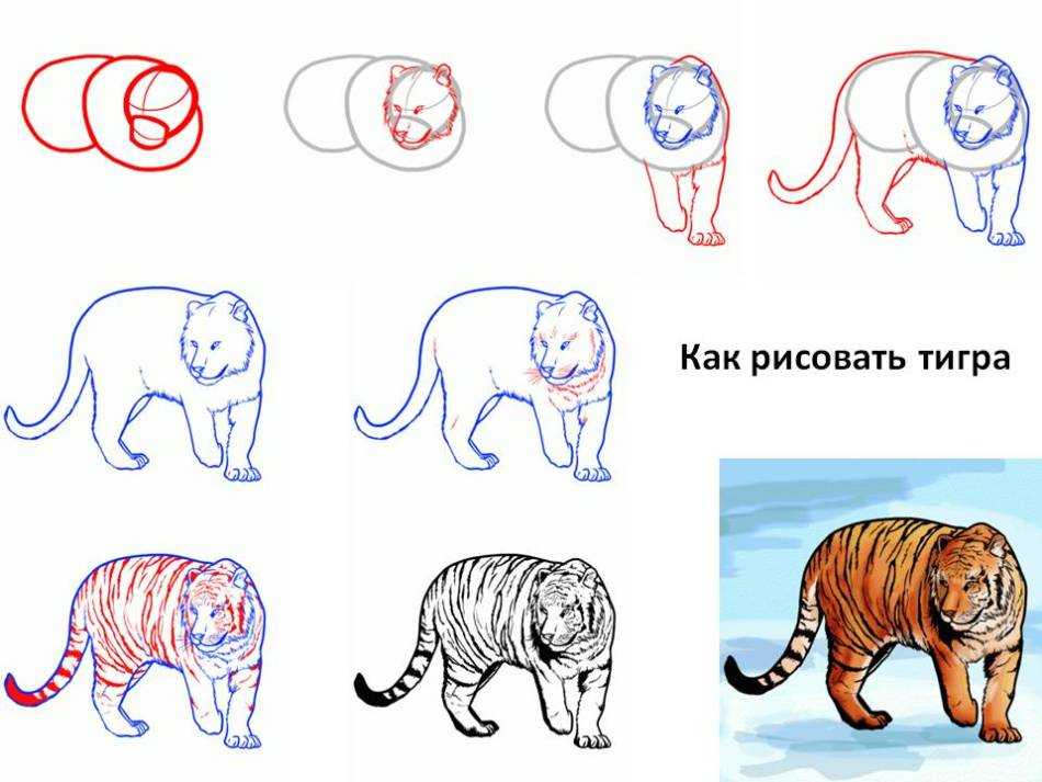 Как очень просто нарисовать тигра! | страна мастеров