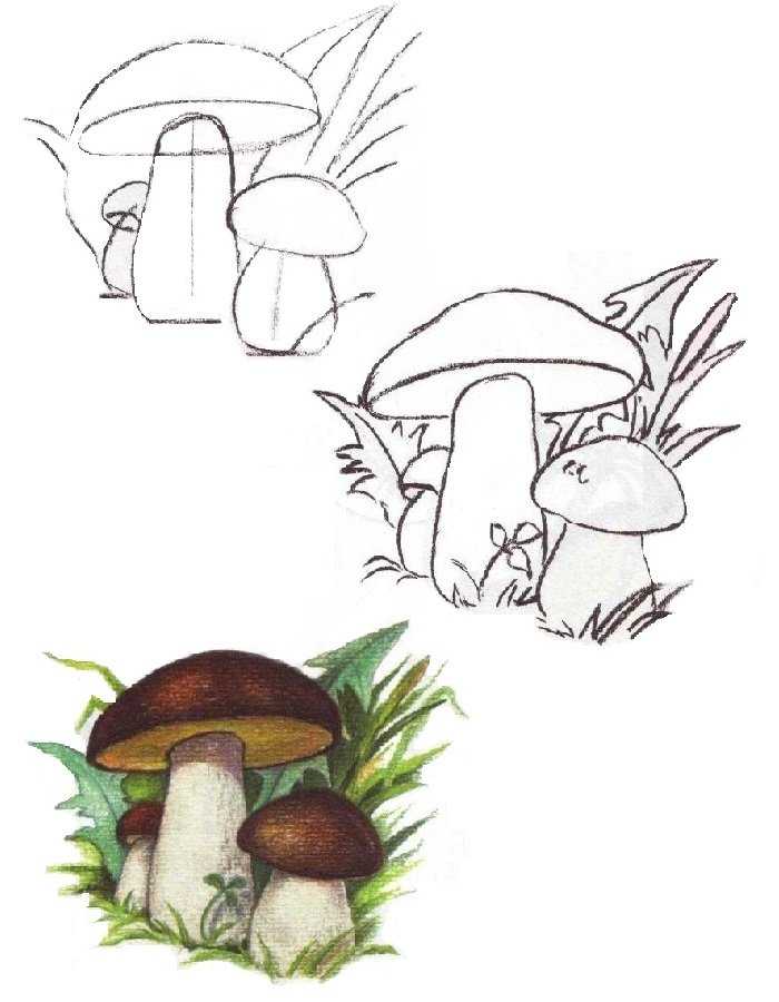 Как нарисовать гриб карандашом: инструкция для детей и начинающих художников