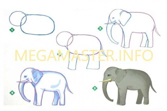 Индийский слон по размеру меньше африканского Уши индийского слона небольшие, они вытянутые вниз и заострённые Уже 5500 лет как человек приручил индийского слона для использования его в качестве тягловой силы Инструменты для рисования, как выбрать для нач