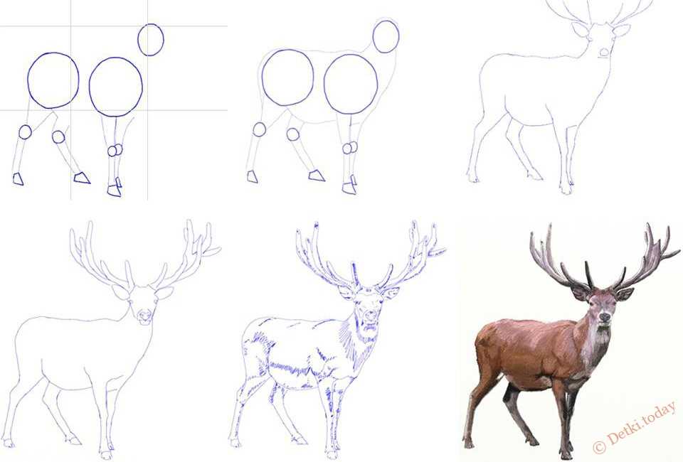 Как выглядит олень рисунок