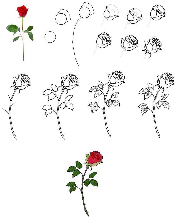 Как нарисовать цветок: поэтапный метод с фото — megamaster.info