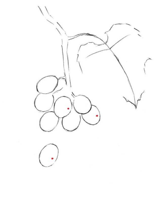 Виноград рисунок карандашом для детей. как нарисовать виноград: пошаговая инструкция. раскрашивание листьев и веточек
