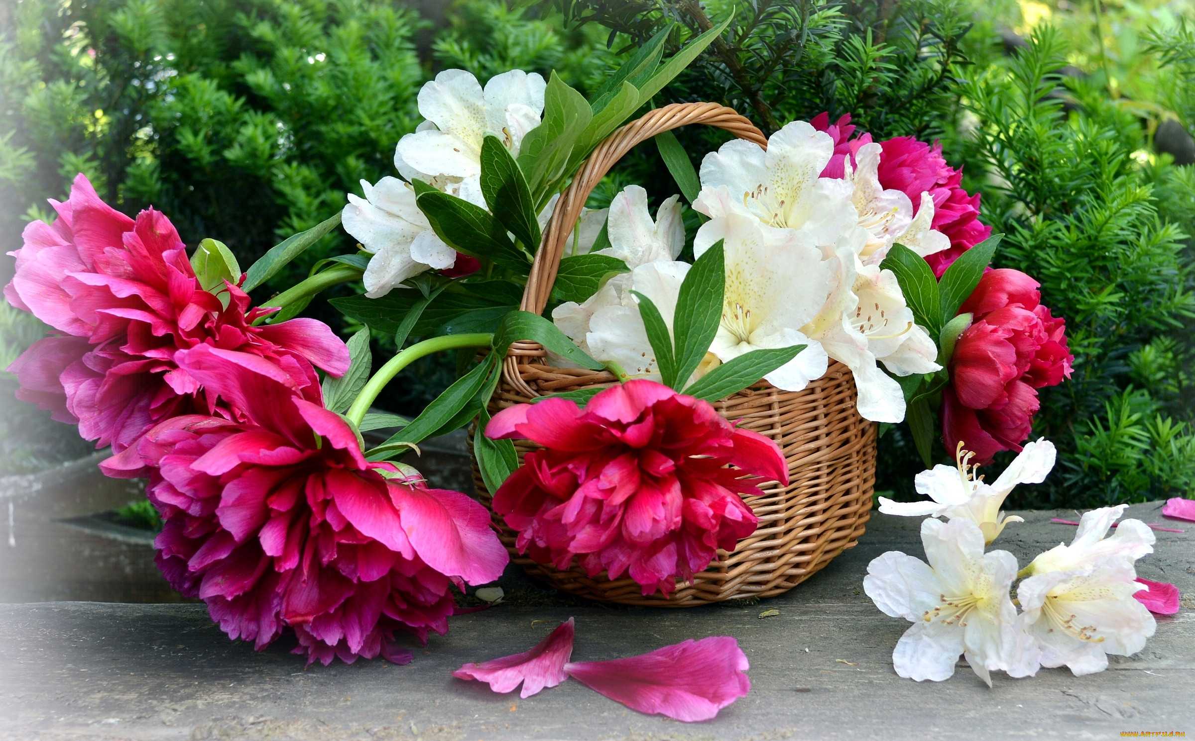 Открытки с днем рождения цветы ⋆ красивые картинки бесплатно