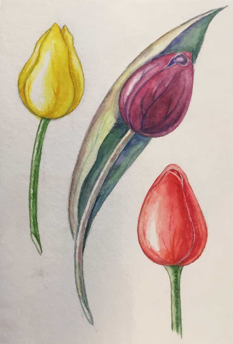 Как рисовать тюльпан карандашом поэтапно для начинающих? как нарисовать букет тюльпанов карандашом поэтапно? как нарисовать тюльпаны карандашом поэтапно
