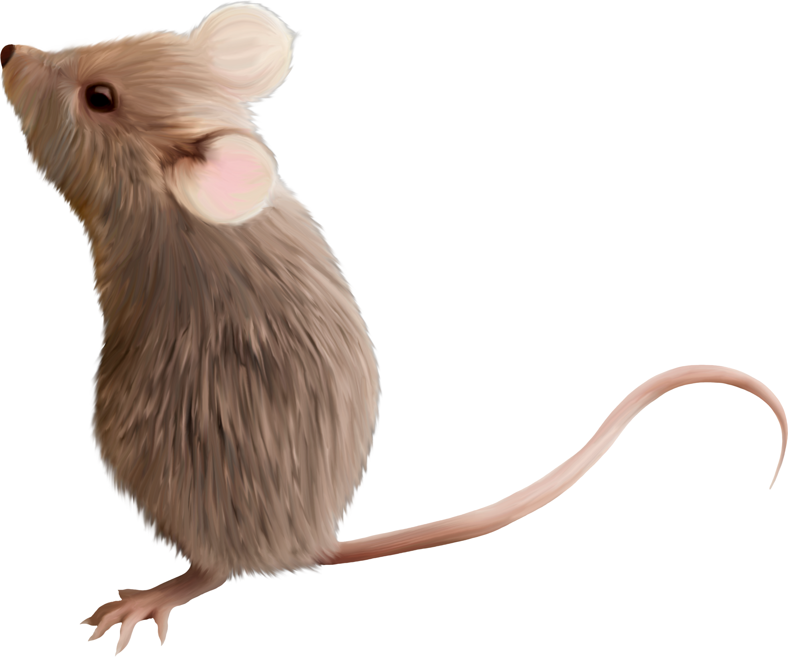 Крыса, мышь, мыши png бесплатные изображения, картинки - крыса png - потрясающие бесплатные прозрачные png клипарт изображения скачать бесплатно
