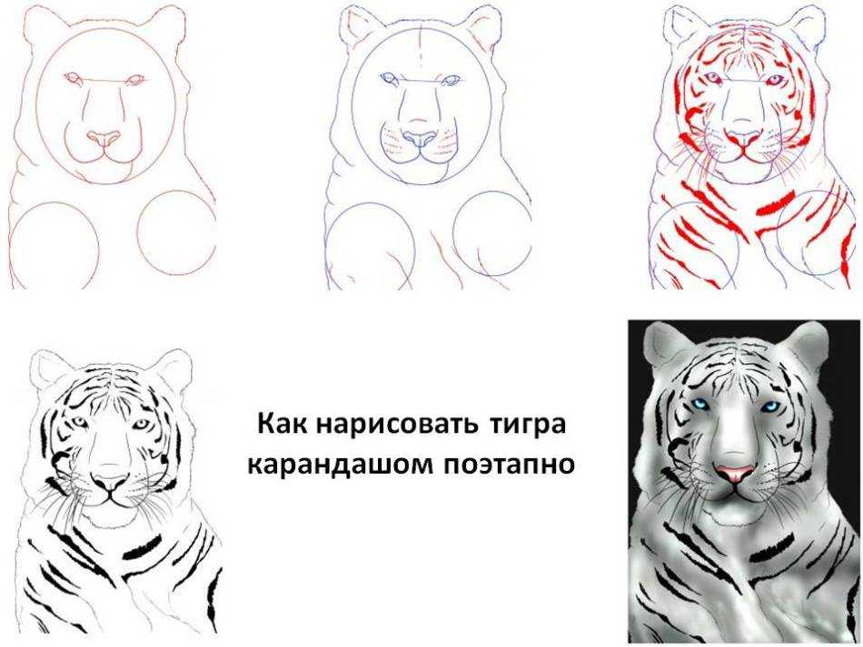 Как нарисовать тигра: 18 пошаговых мастер классов для детей и взрослых