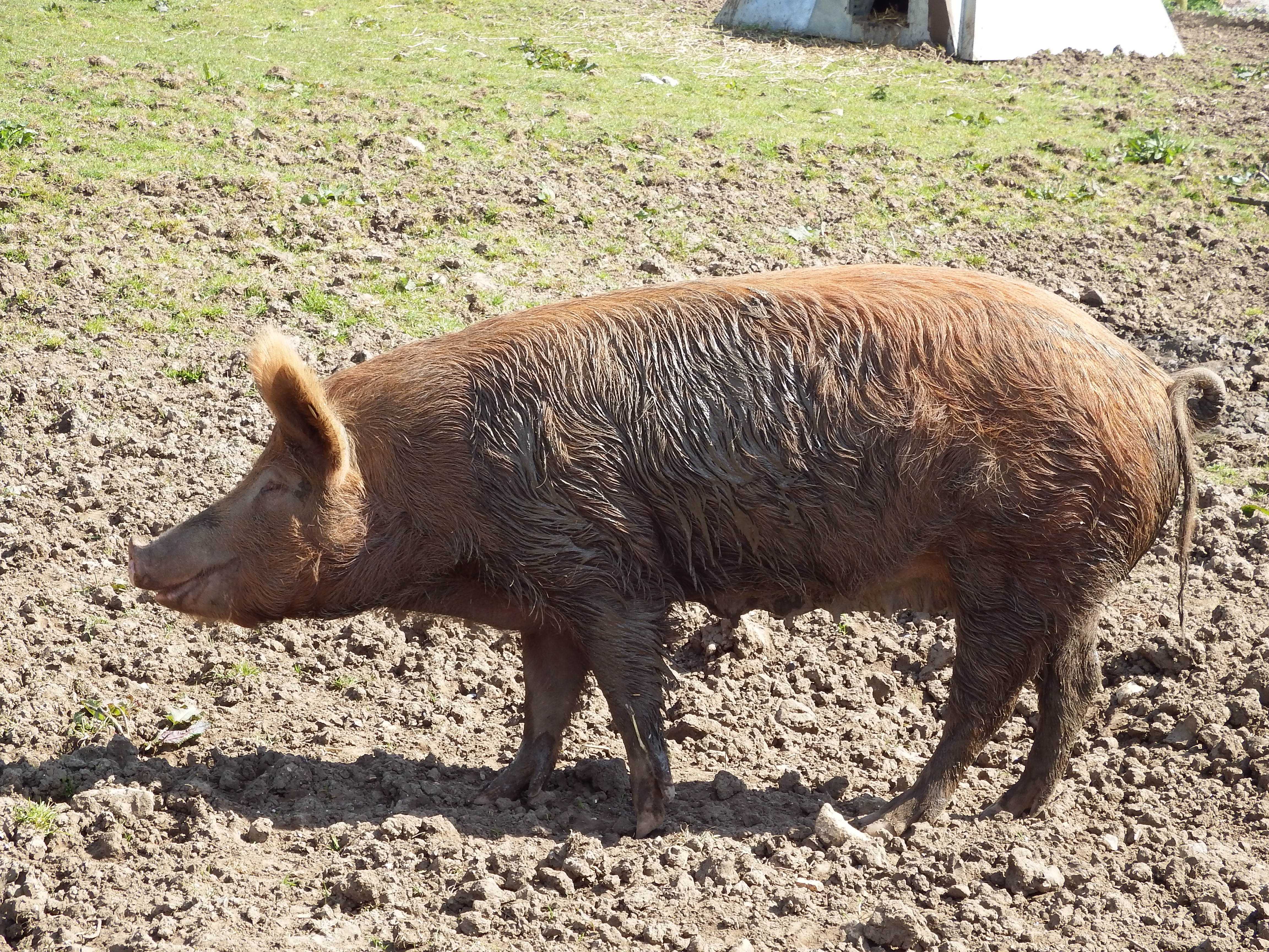 Мясные породы свиней: обзор 18 самых популярных для выращивания поросят на бекон с фото и описанием, характеристики, а также какие из них лучшие для россии