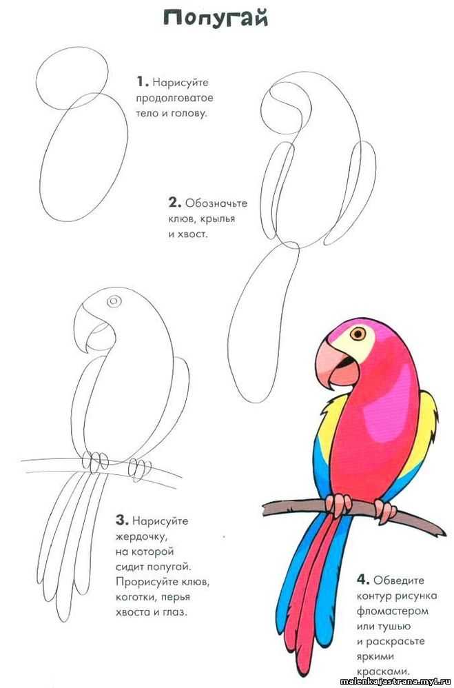Учимся рисовать зверей поэтапно: простой мастер-класс для детей с советами по рисованию карандашом и красками