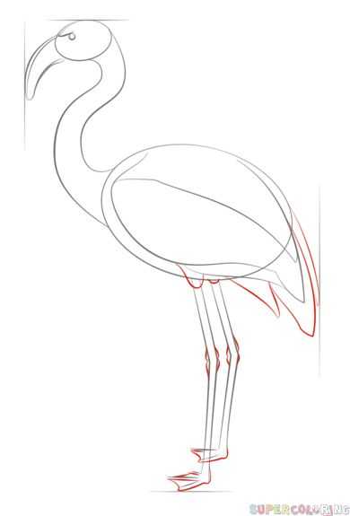 Как нарисовать фламинго  поэтапно 9 уроков
