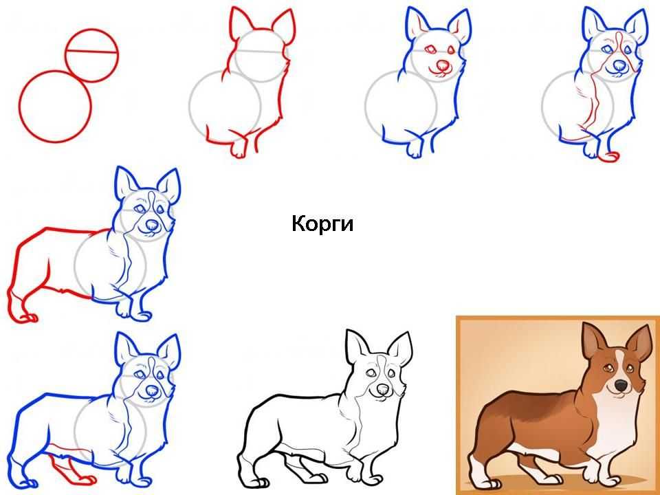 Как нарисовать собаку поэтапно карандашом: легкий и быстрый мастер-класс для детей, и начинающих с советами от художников