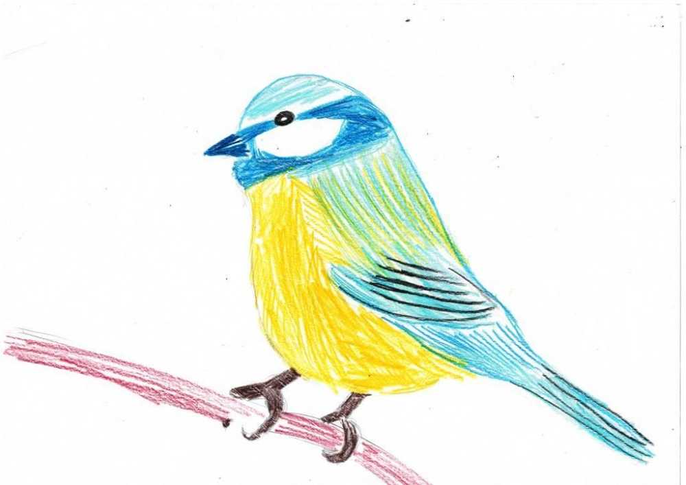 Как нарисовать птицу поэтапно