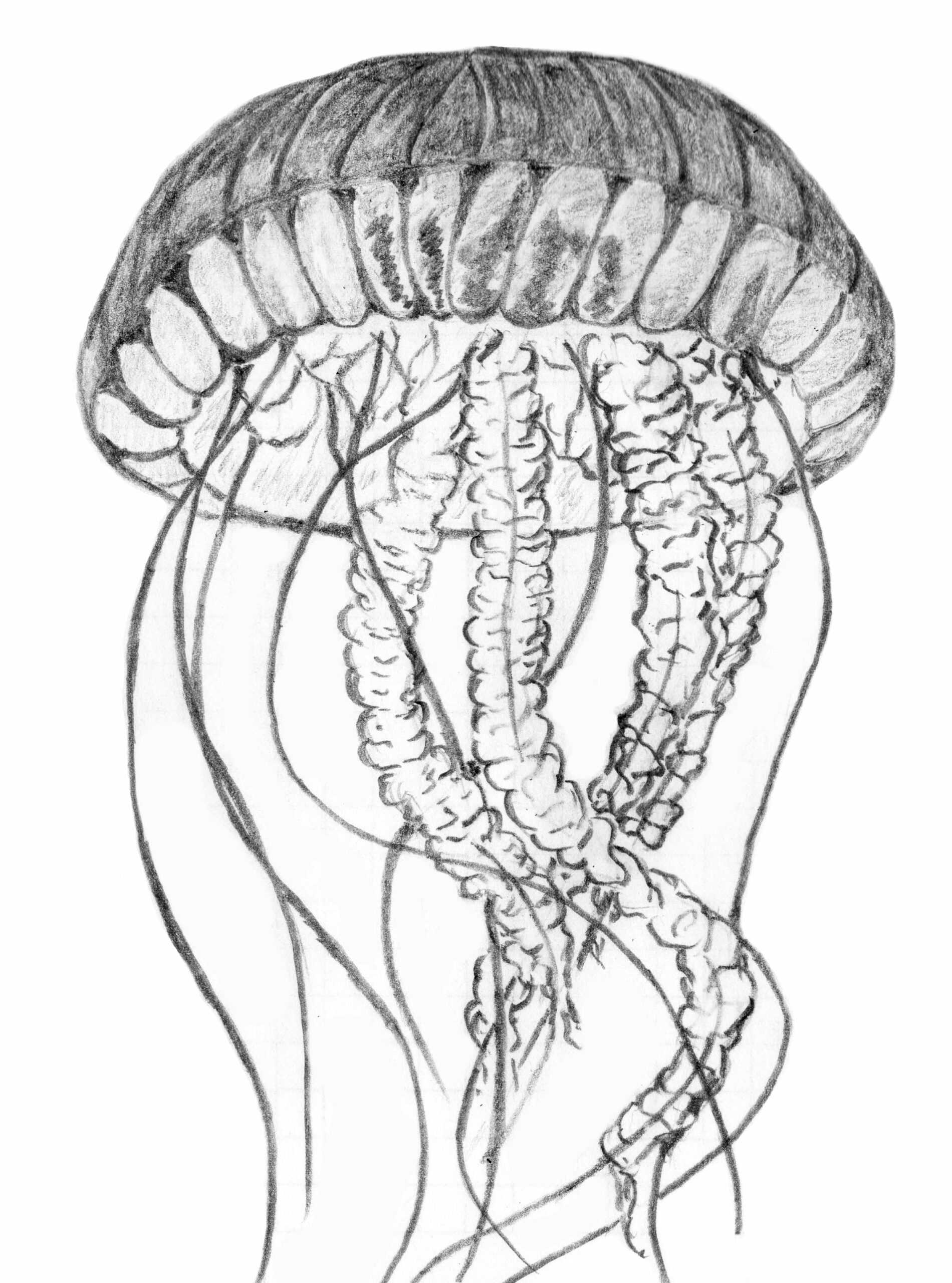 Опасная красота: медуза горгона от античности до наших дней