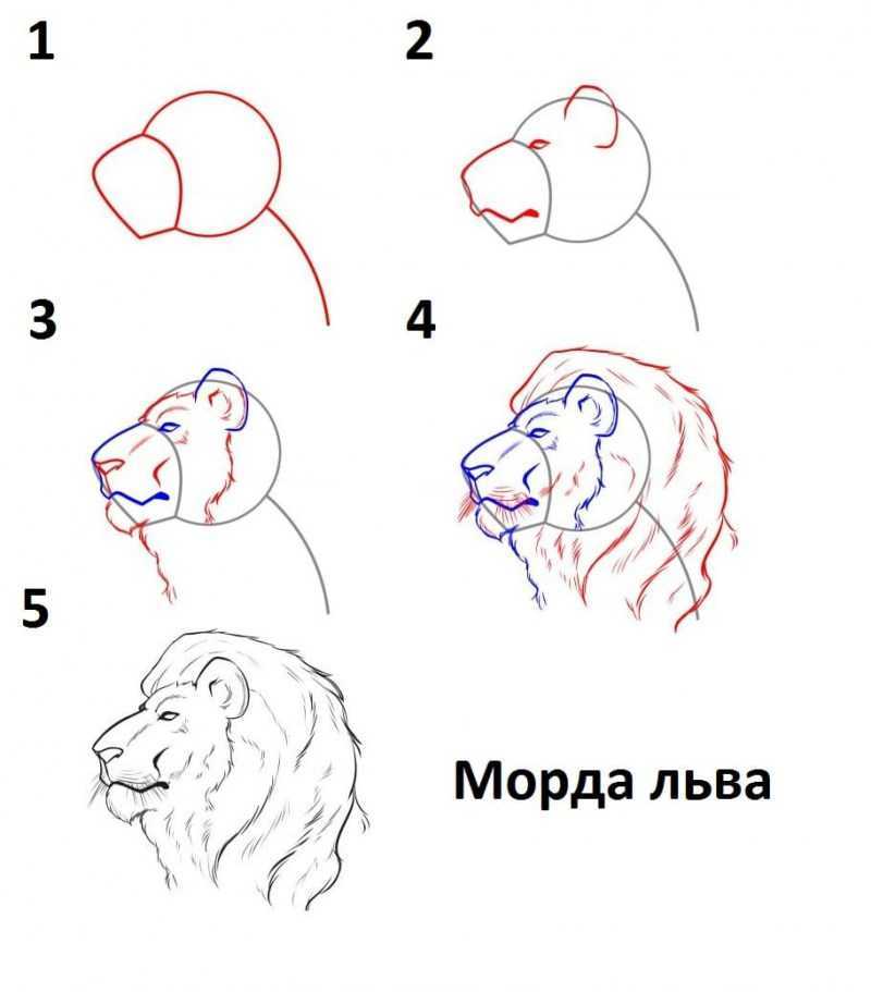 Как нарисовать льва поэтапно карандашом. топ вариантов для начинающих