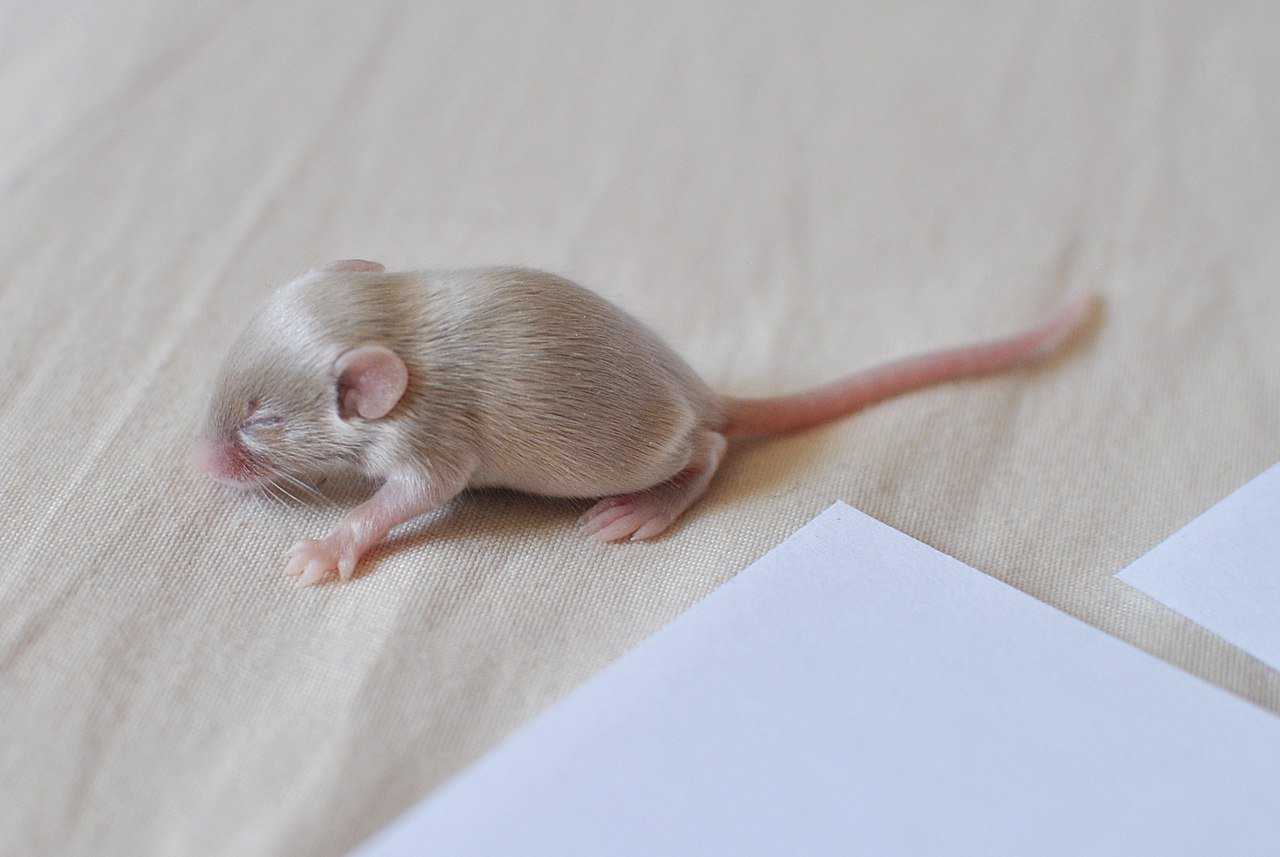 Милая мышь (55 фото няшных мышек).